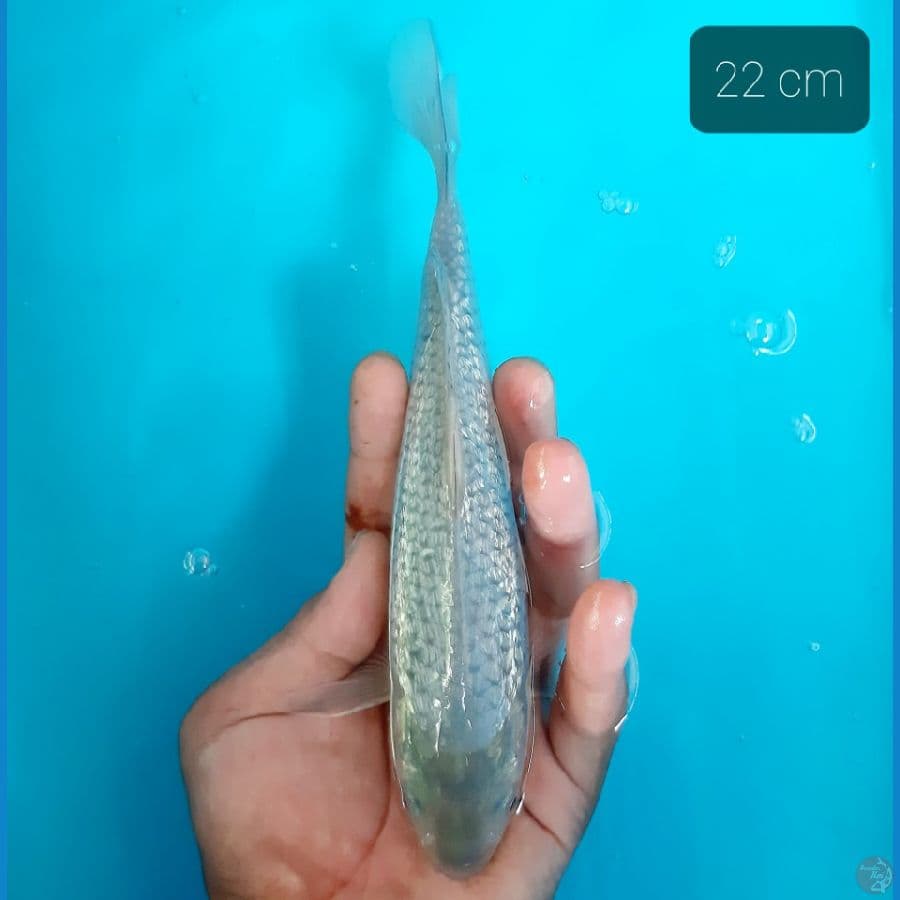 sogin 22 cm