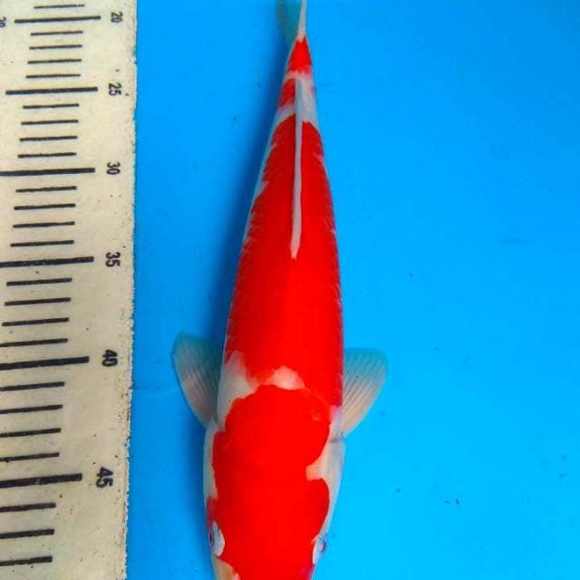 Kohaku 33cm