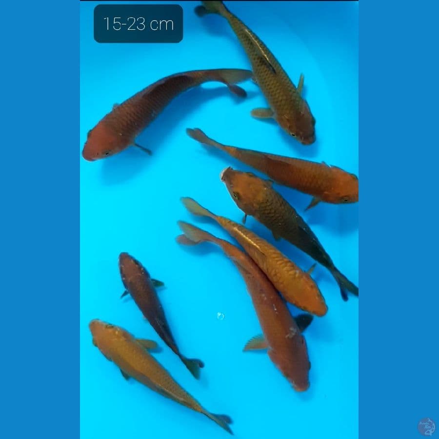 caghoi tembaga 15-22 cm
