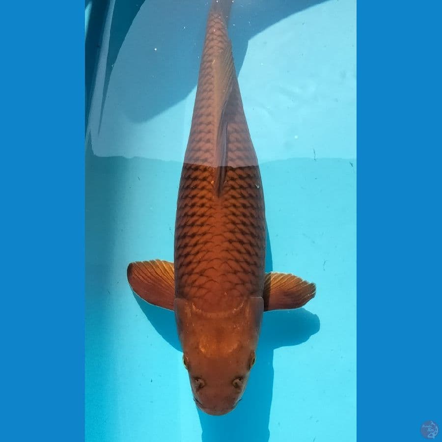 Tembaga 40 cm Female