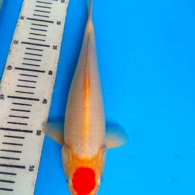 Tancho kohaku 35cm