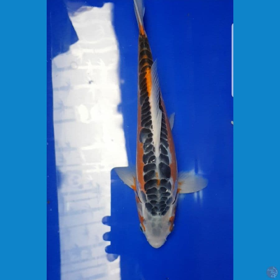 Hana Shusui istimewa