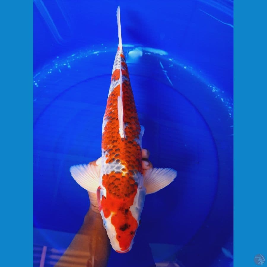 Gosiki 40CM