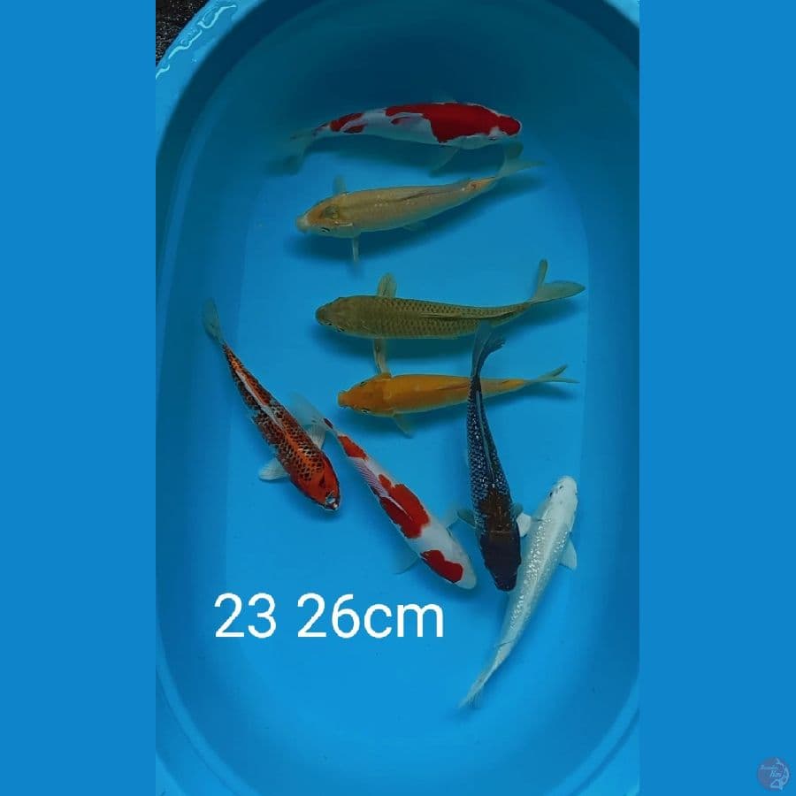 mix 8 ekor 23 26cm