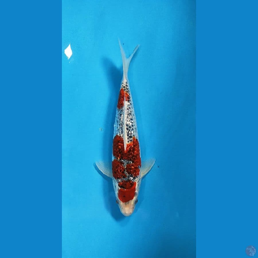 gosiki gindrind 30cm/male