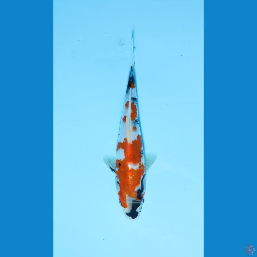 Showa 24 cm
