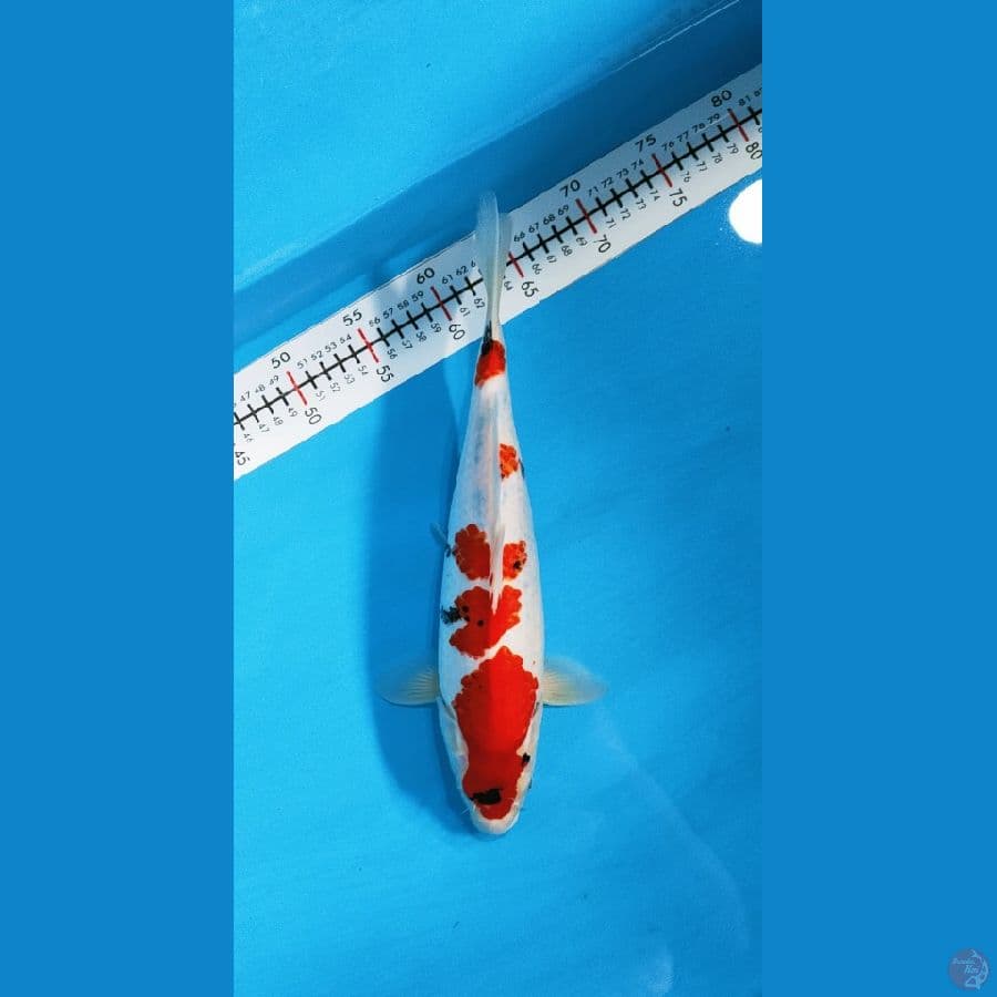 kindai showa 36cm/male