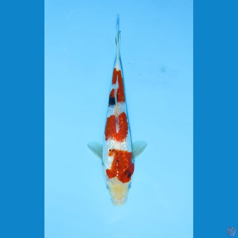Tategoi 25cm