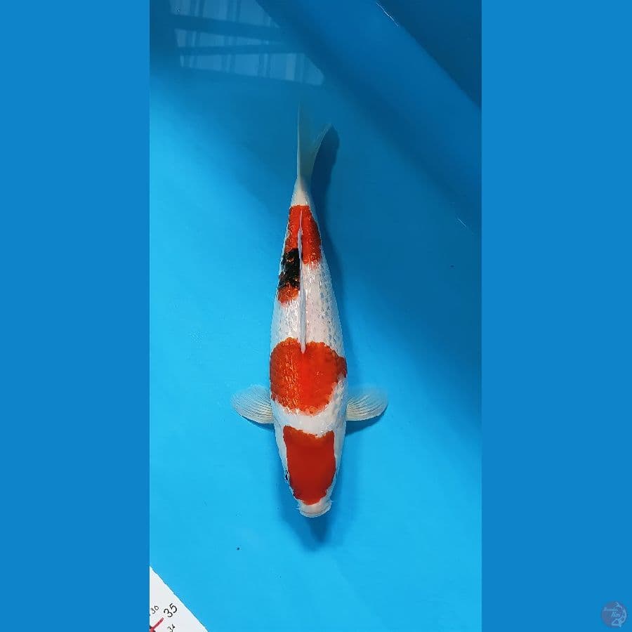 kindai showa gindrind 35cm/fimle