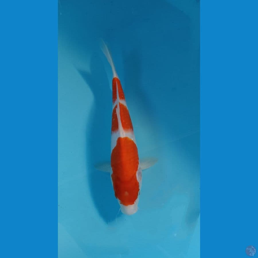 kohaku 25cm