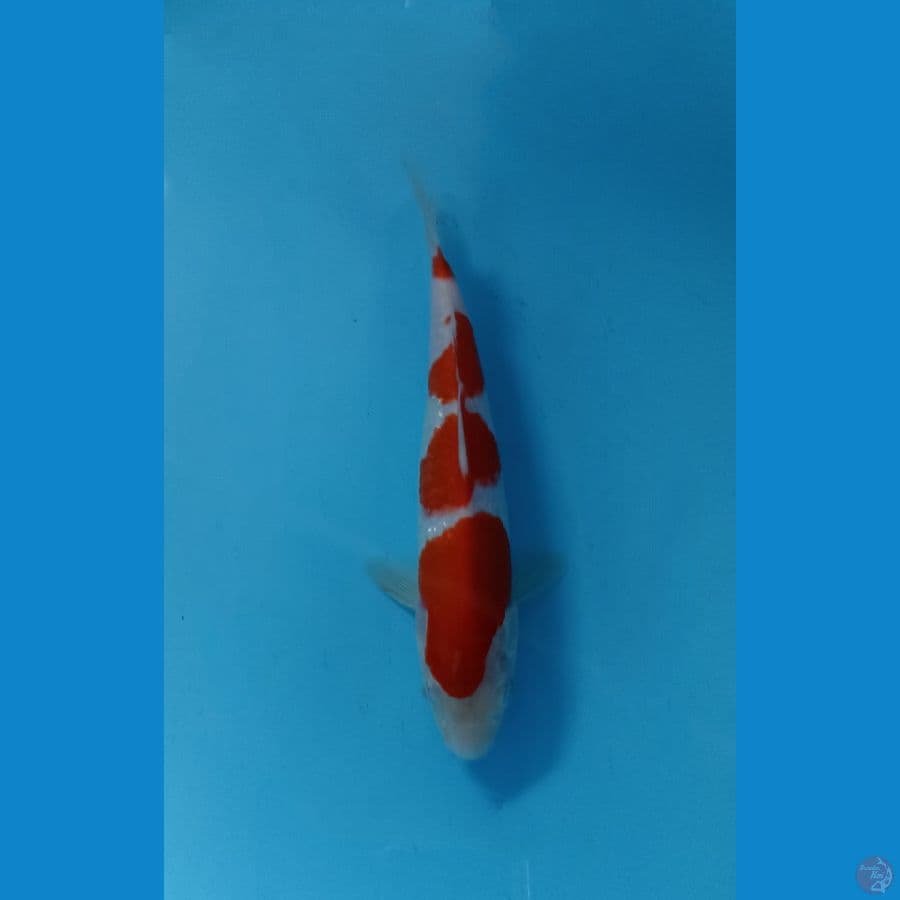 kohaku 23cm