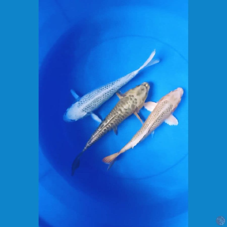gin,kin& mukashi 27-29cm