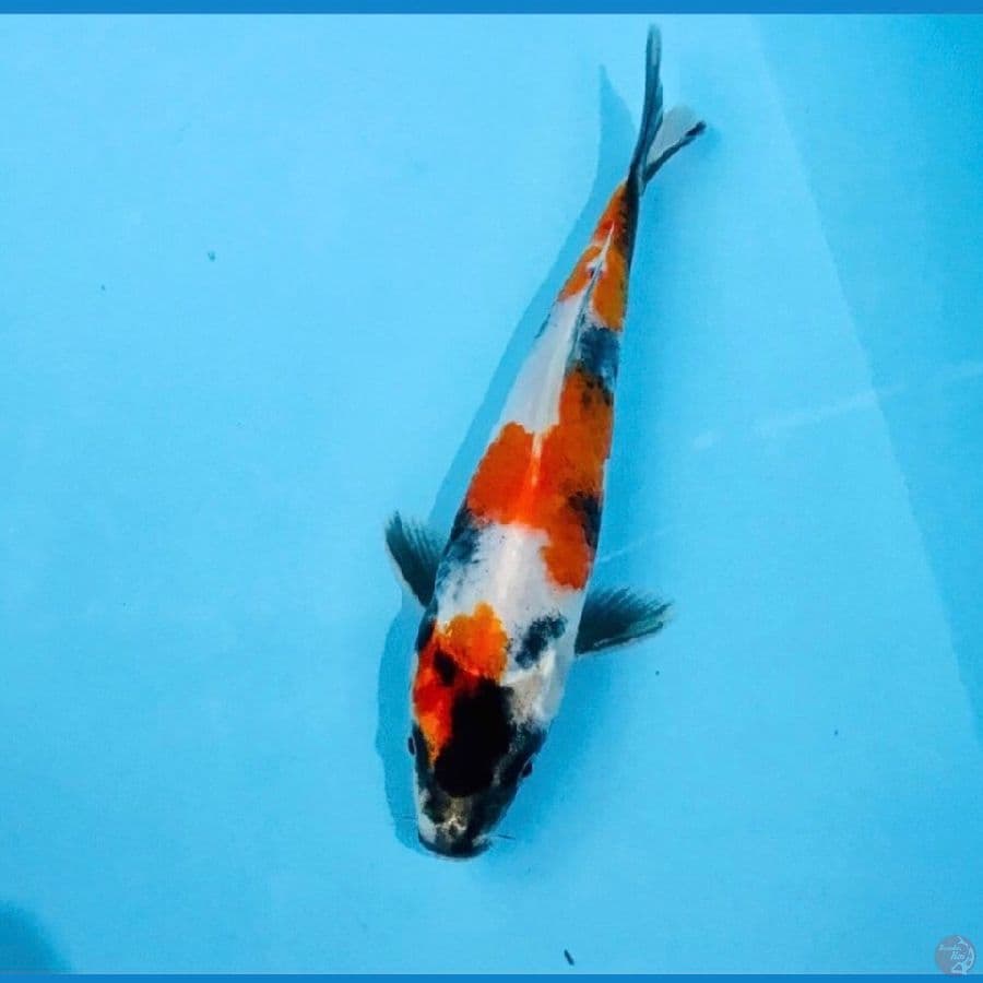 showa hikari, 21 cm