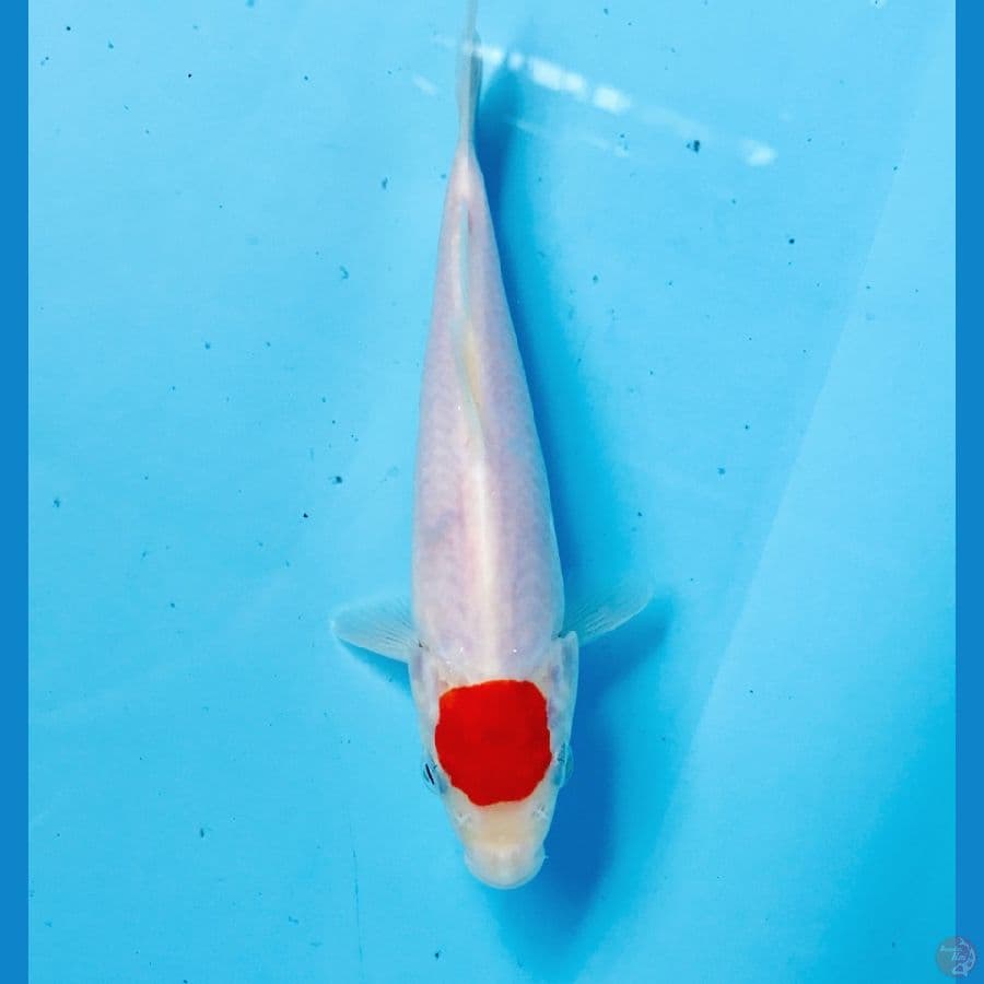 tancho kohaku, 18 cm