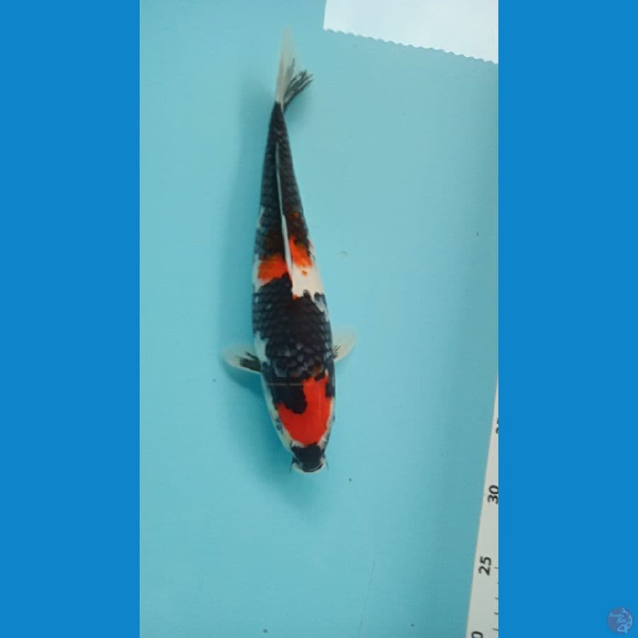 showa 33 Cm