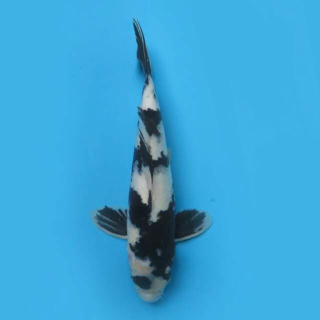 Shiro 27cm