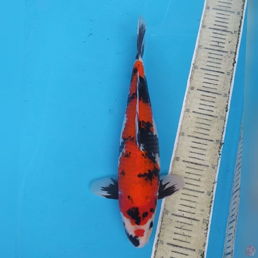 Maruten Hi Showa ~43