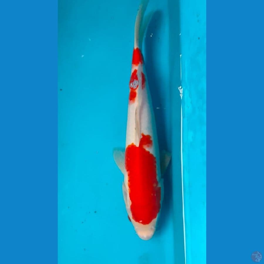 kohaku 32cm