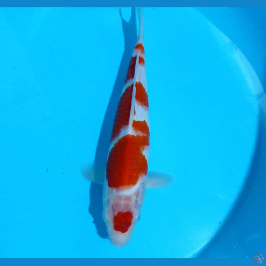 kohaku 25cm