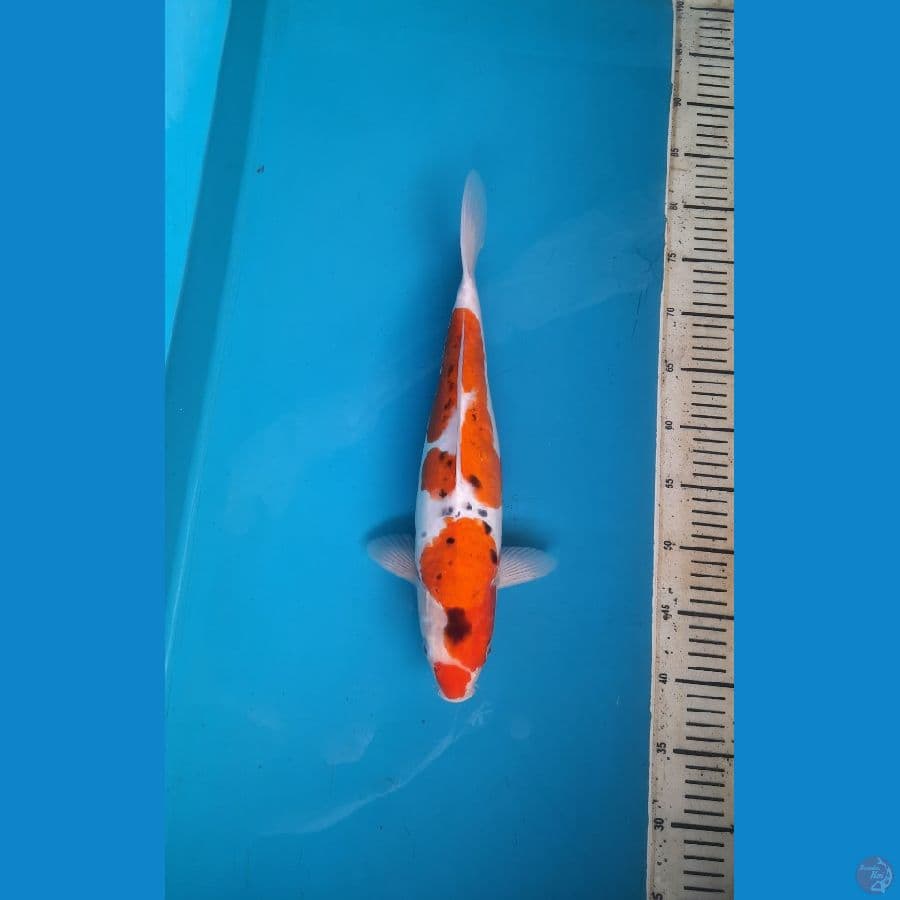 Doitsu goshiki 40cm Female