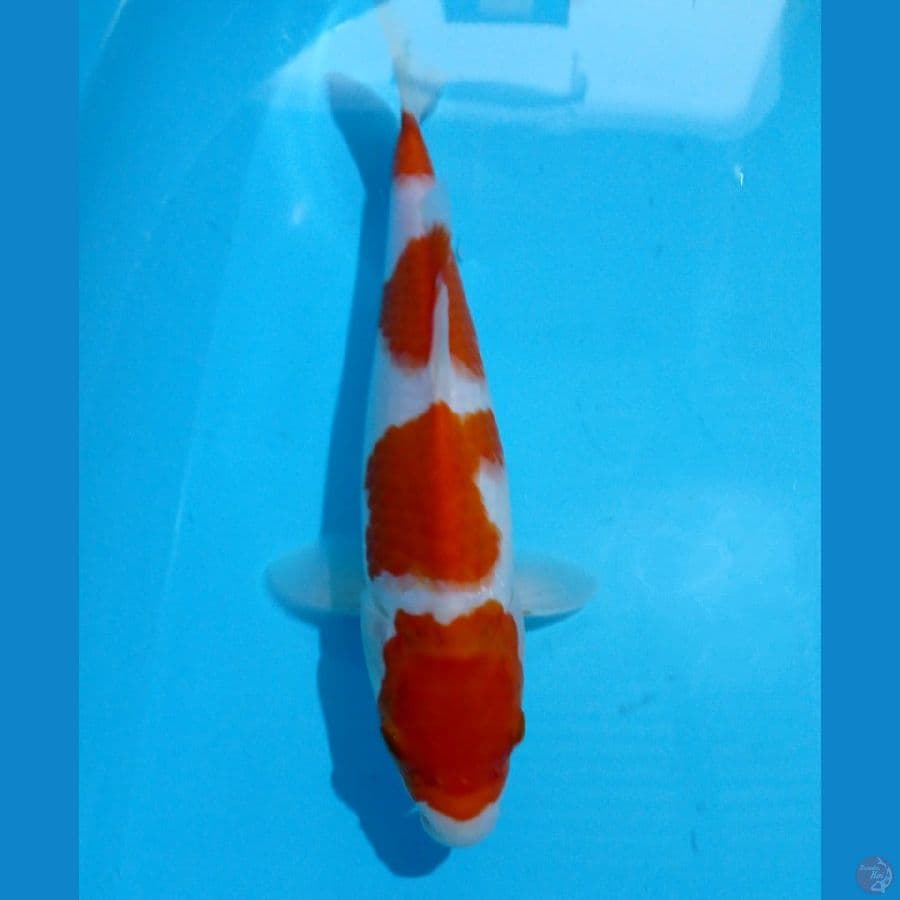 kohaku 26cm
