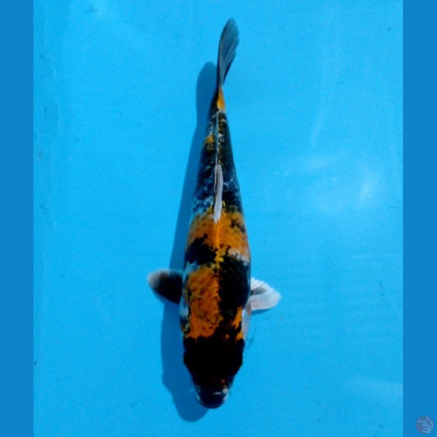 showa hikari 25cm
