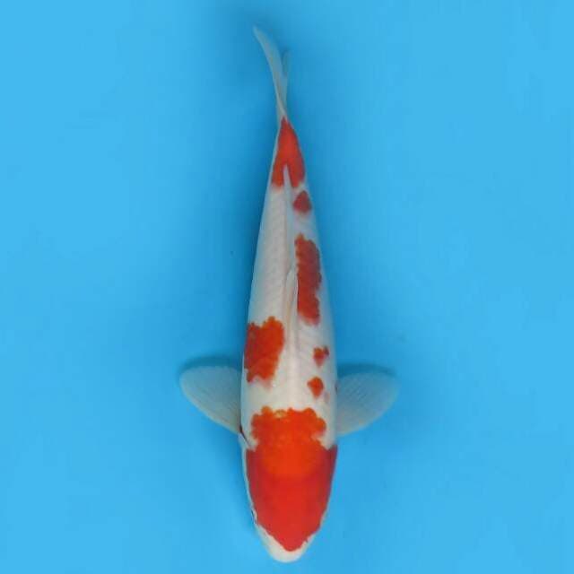 Kohaku 35cm