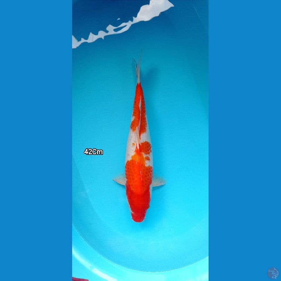 KOHAKU 42 cm