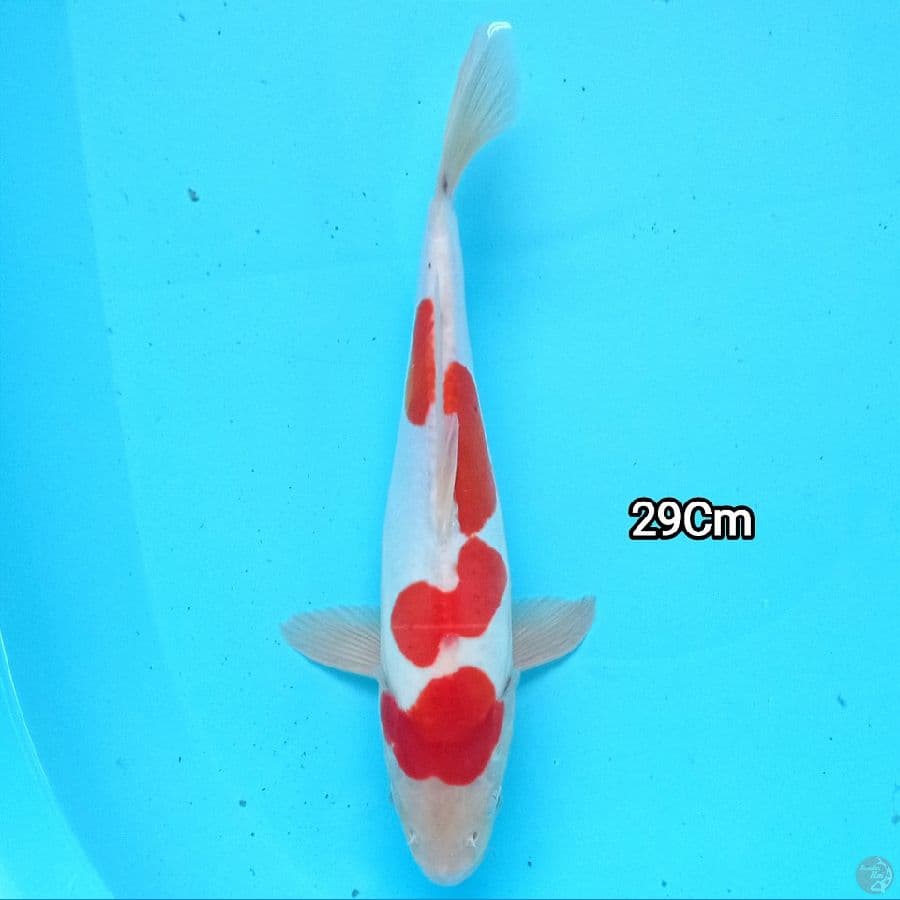 Doitsu Kohaku 29 cm
