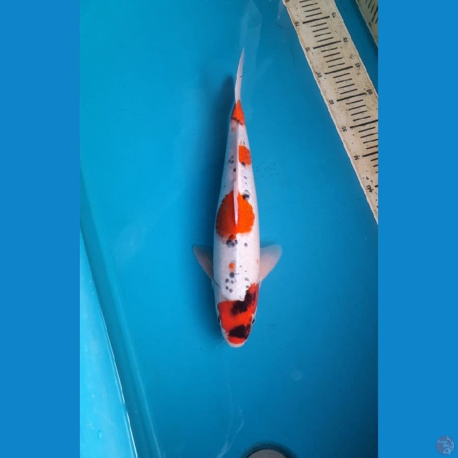 Goshiki 30cm Male