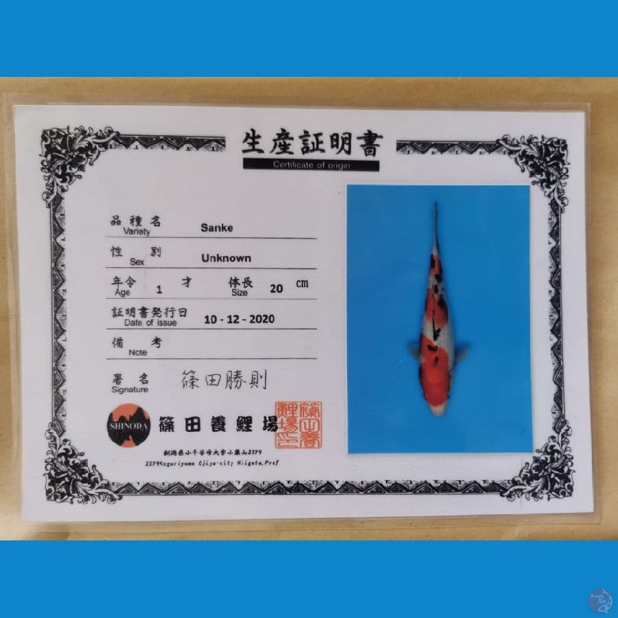 Sanke import 40 cm Shinoda koi farm
