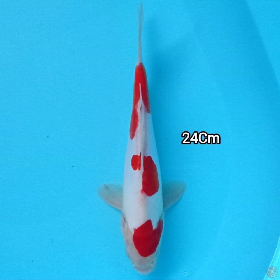 Doitsu Kohaku 24 cm