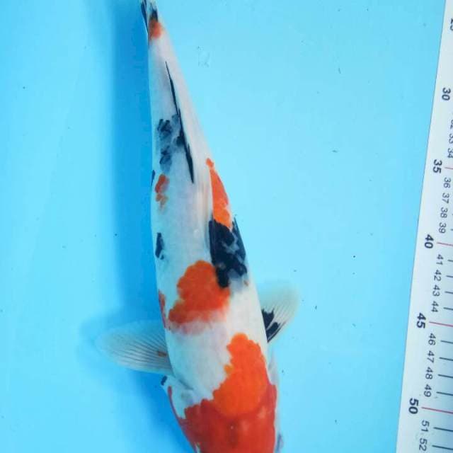 Showa 34 cm