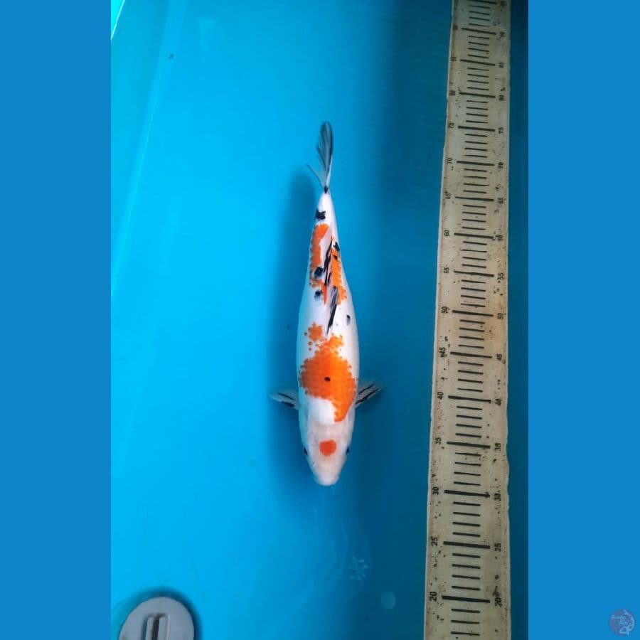 Sanke 38cm female