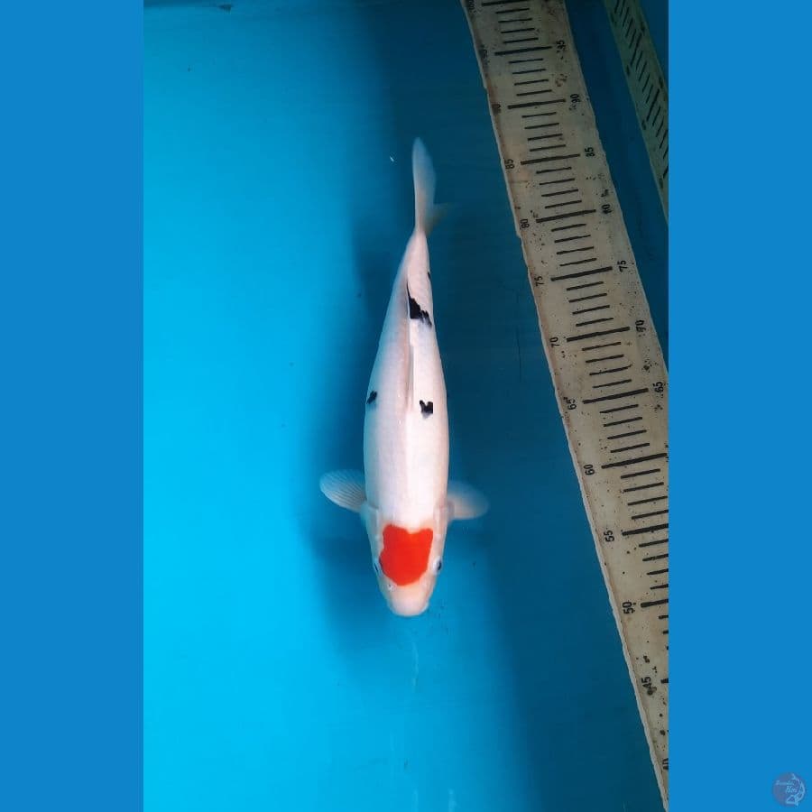 Tancho sanke 32cm female