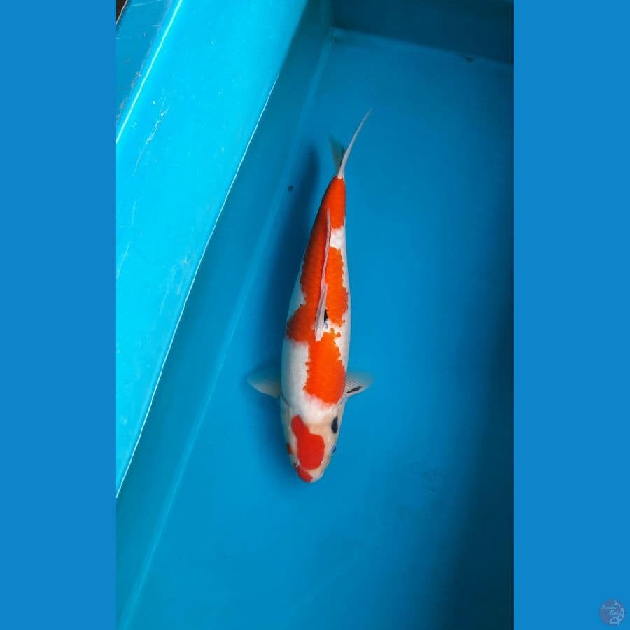 Tategoi sanke 40cm male
