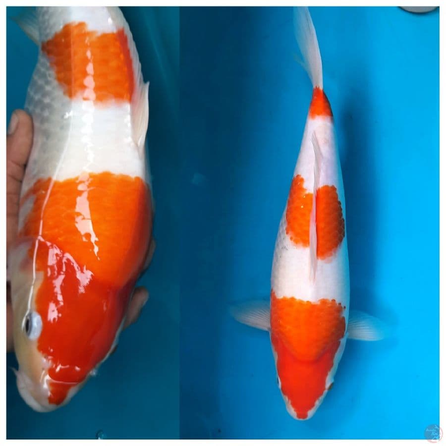 Kohaku punuk bulky 38cm female