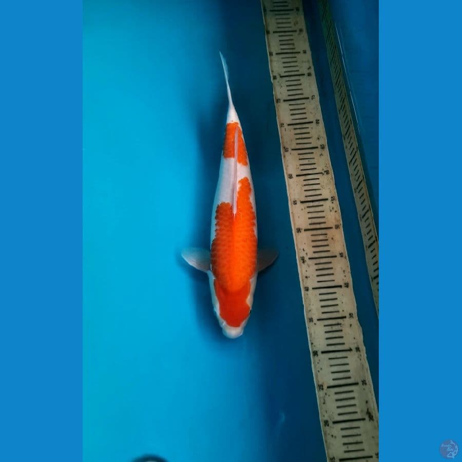 Kohaku bakat jumbo 46cm female