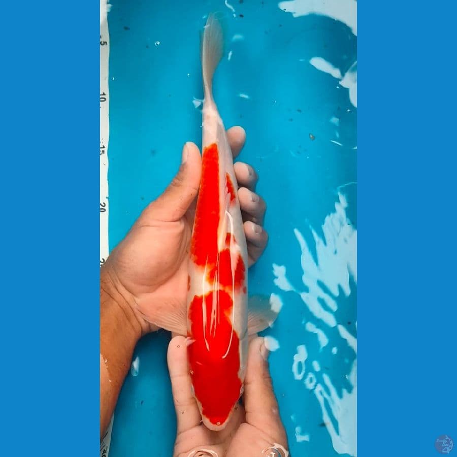 kohaku 32cm