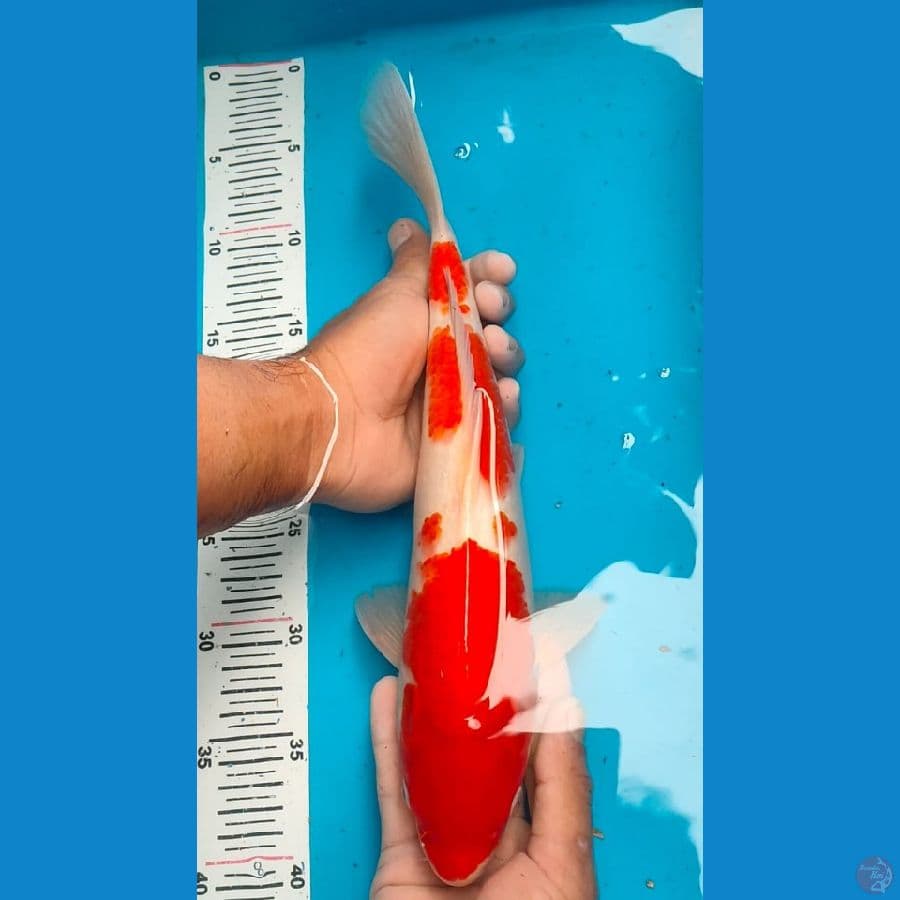 kohaku 35cm