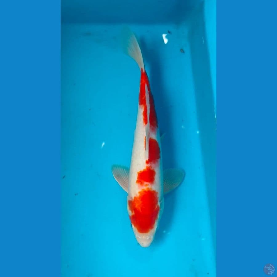 kohaku 27cm
