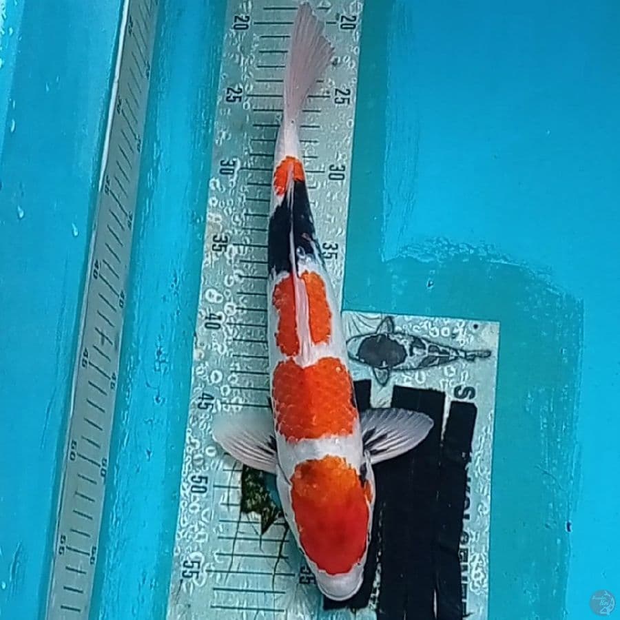 Kindai Showa motogoro 35 cm