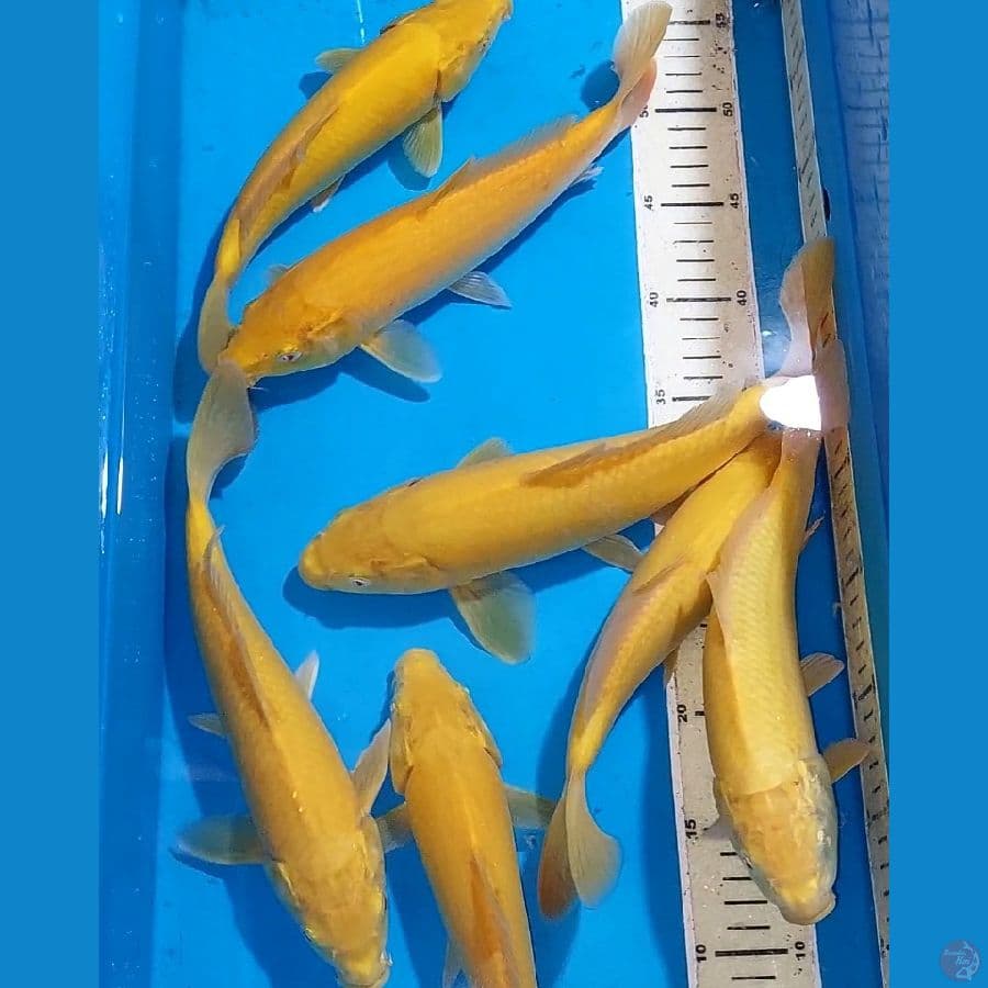 KARASHI 25-30 CM