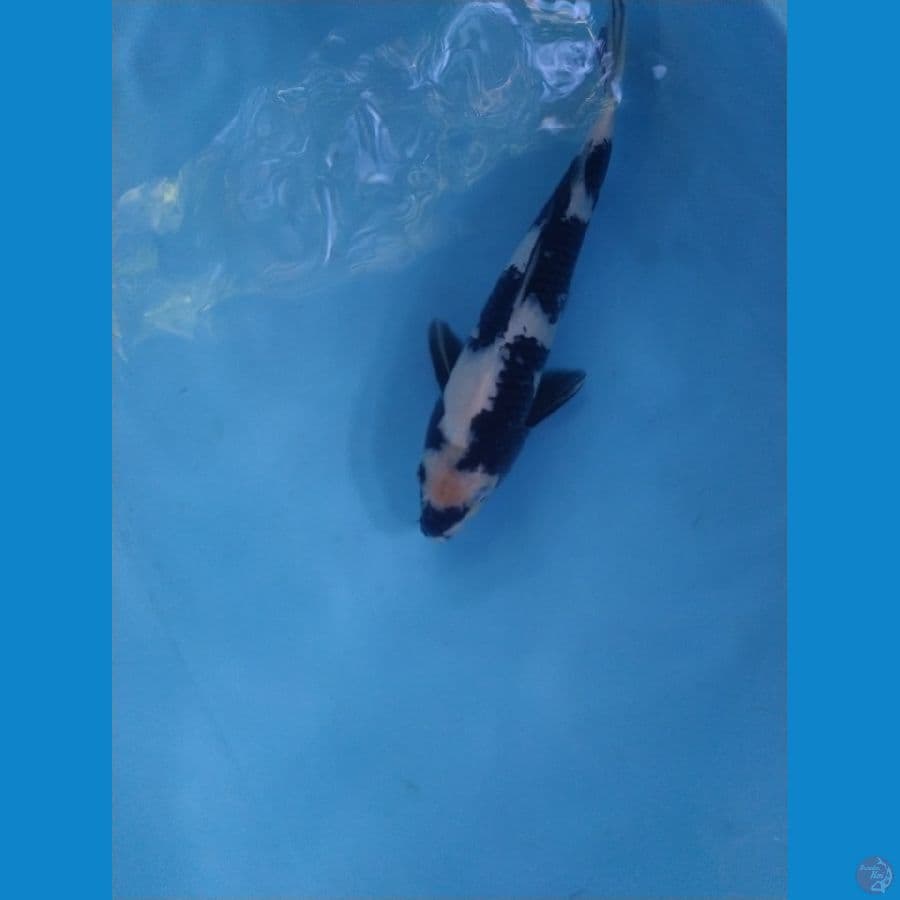 shiro ukur 35cm male