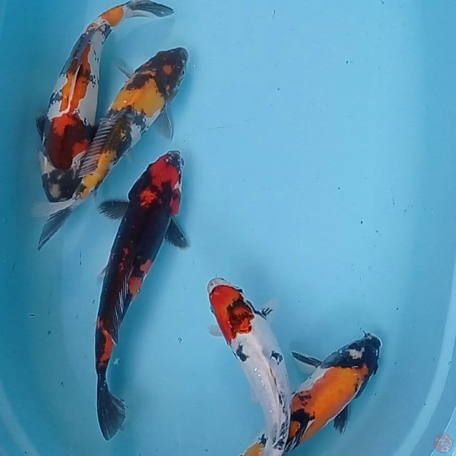 Showa Doitsu 26-31 cm
