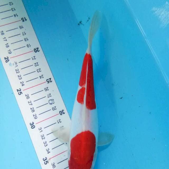 KOHAKU DOITSU 25 CM