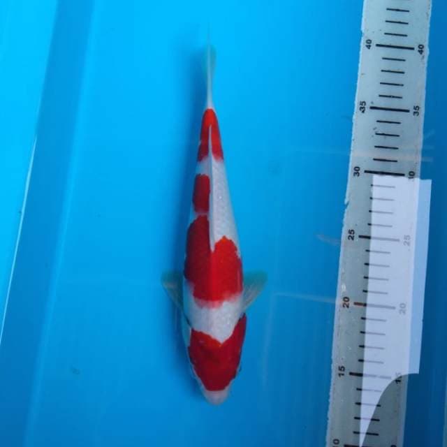 Kohaku ready to show
