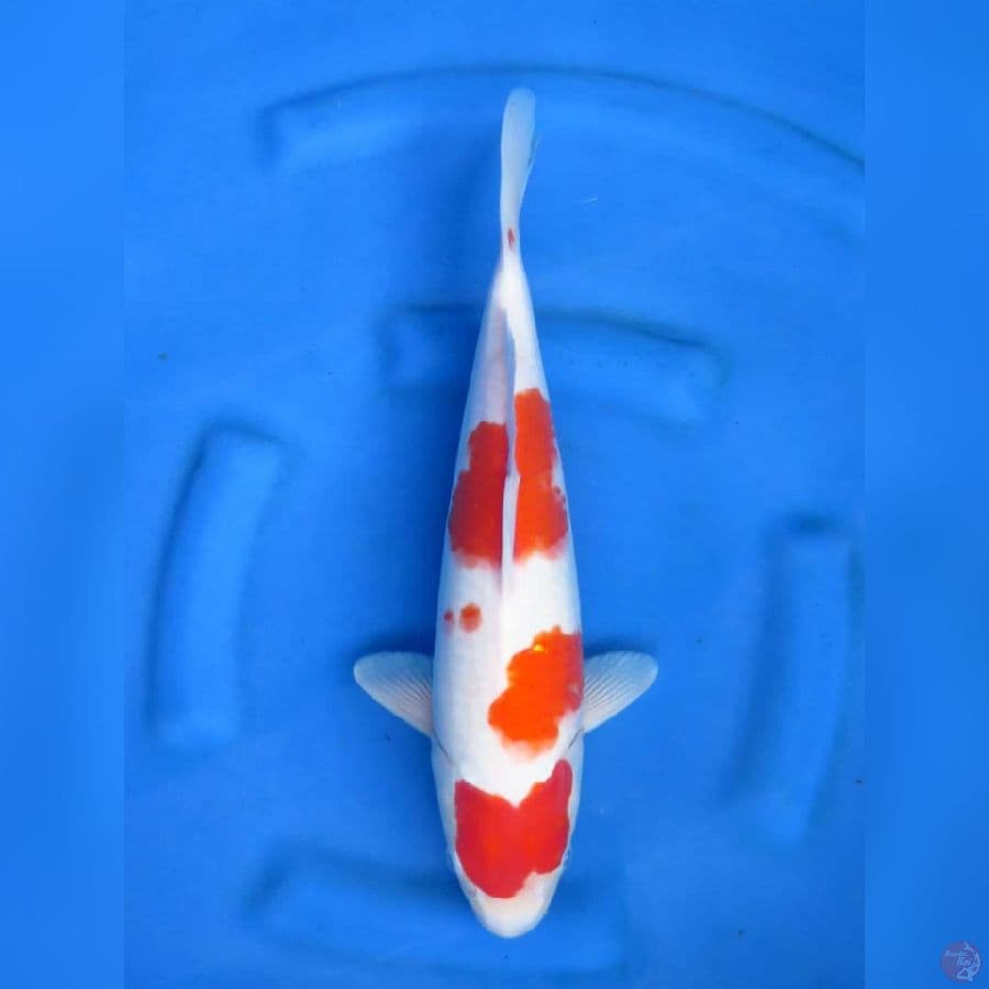 F1 Kohaku