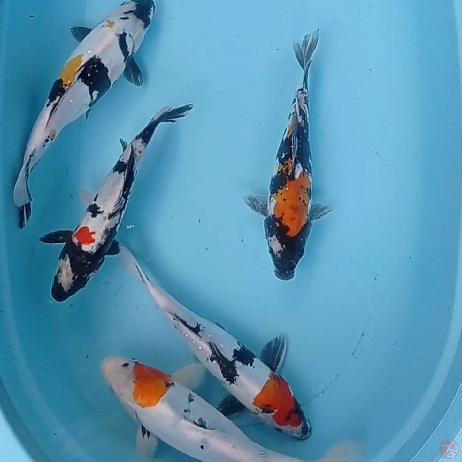SHOWA DOITSU 5 EKOR 26-37 CM