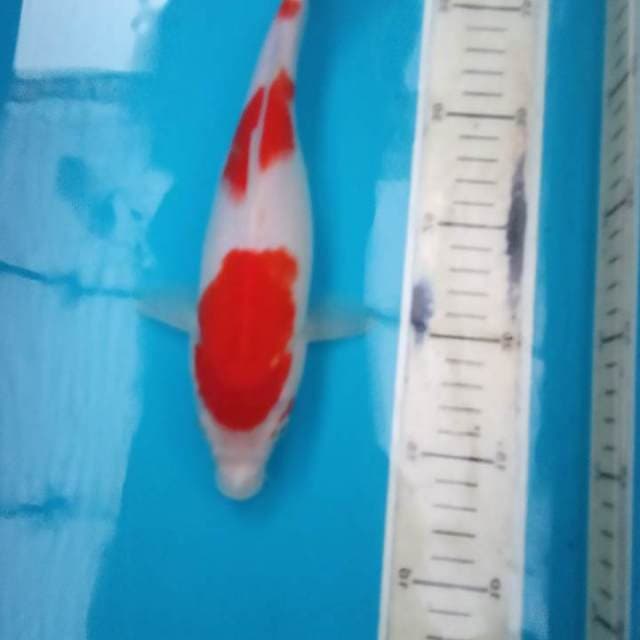 Kohaku 30bu Originale